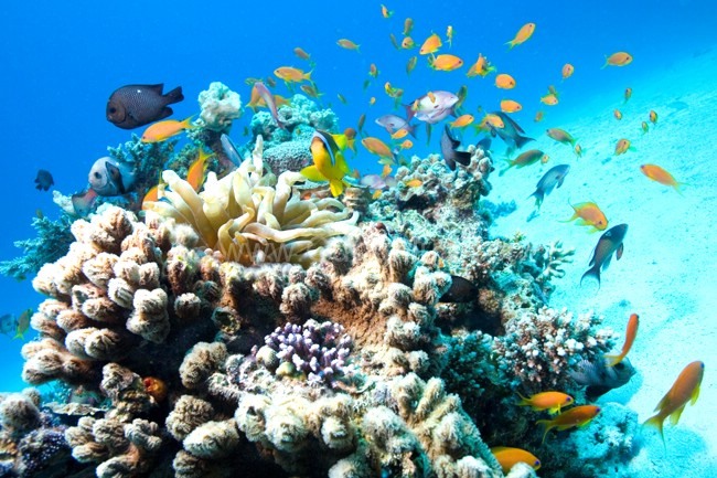 Development of an AI-IoT Platform for Coral Reef Ecosystem Conservation: Pilot in Nha Trang Bay